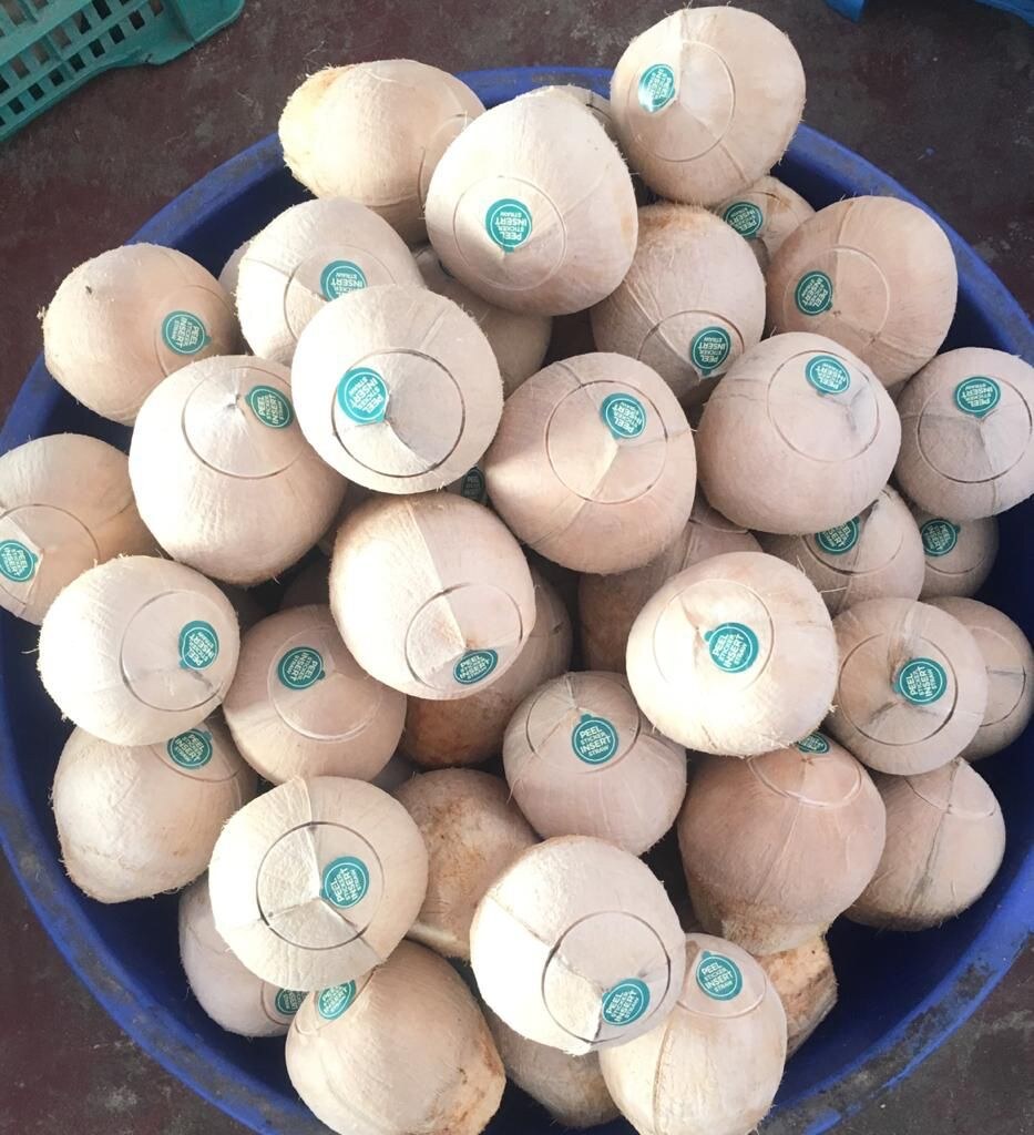 Snow Ball Tender Coconut