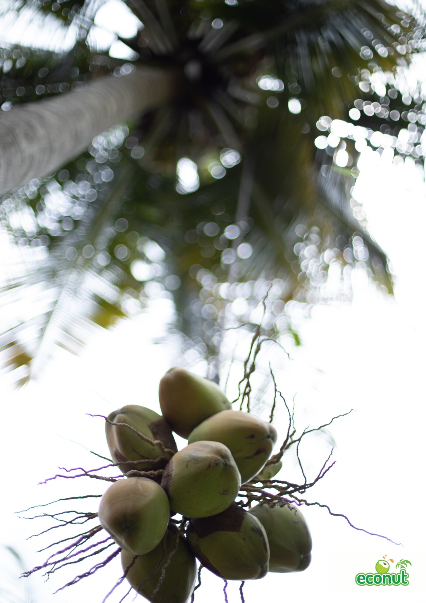 Tender coconuts beneath the palm canopy