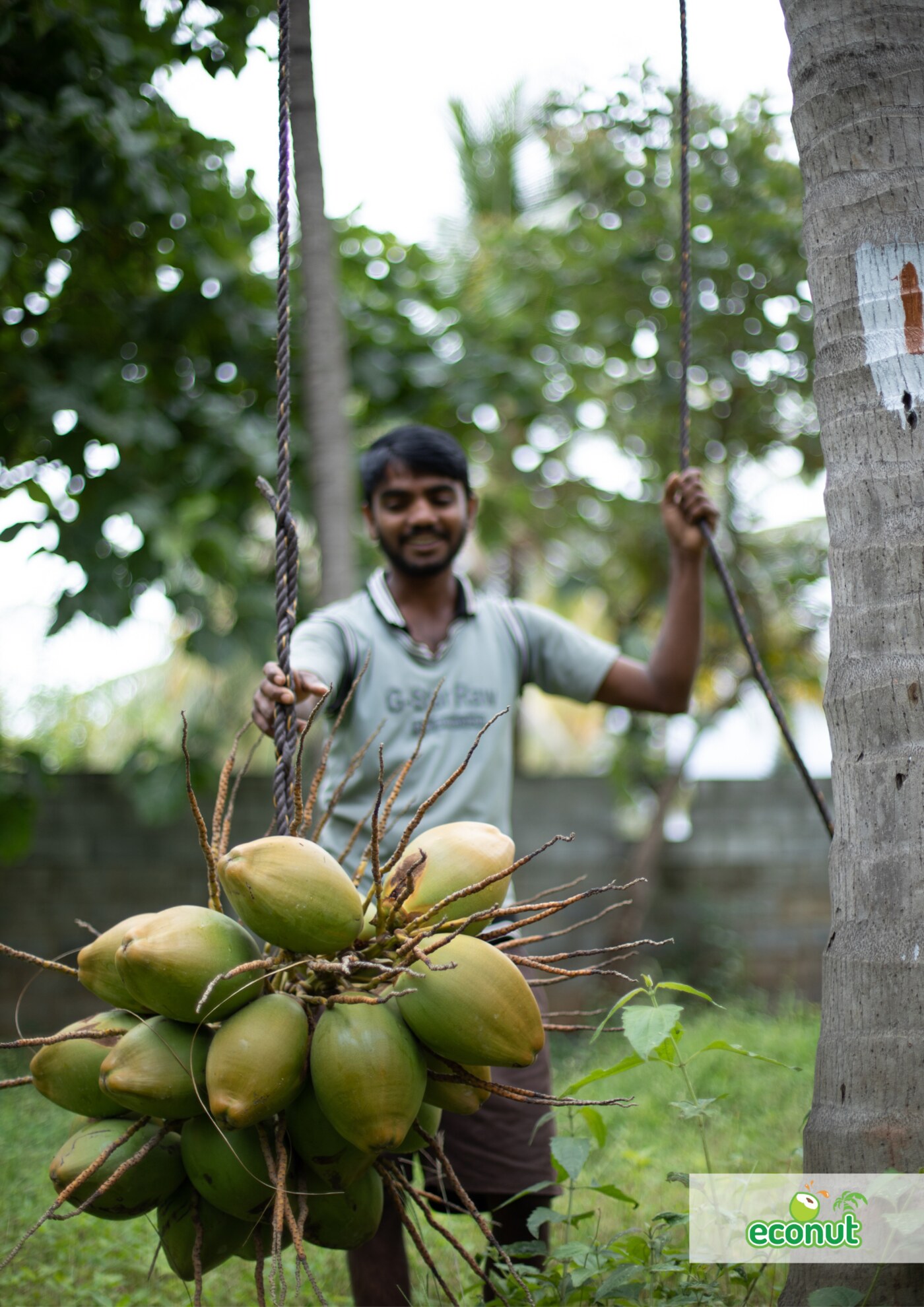 ECONUT farmer harvesting a tender coconut cluster
