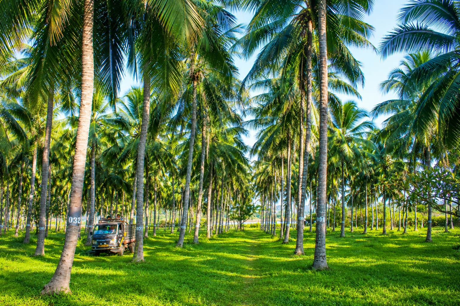 Freshworth coconut estate in South India